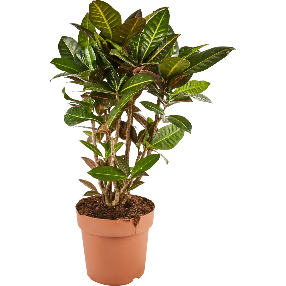 Santreyd Кодиеум Варигатум Эксцелент — живая картина для интерьера 82578933 STLM-0030489