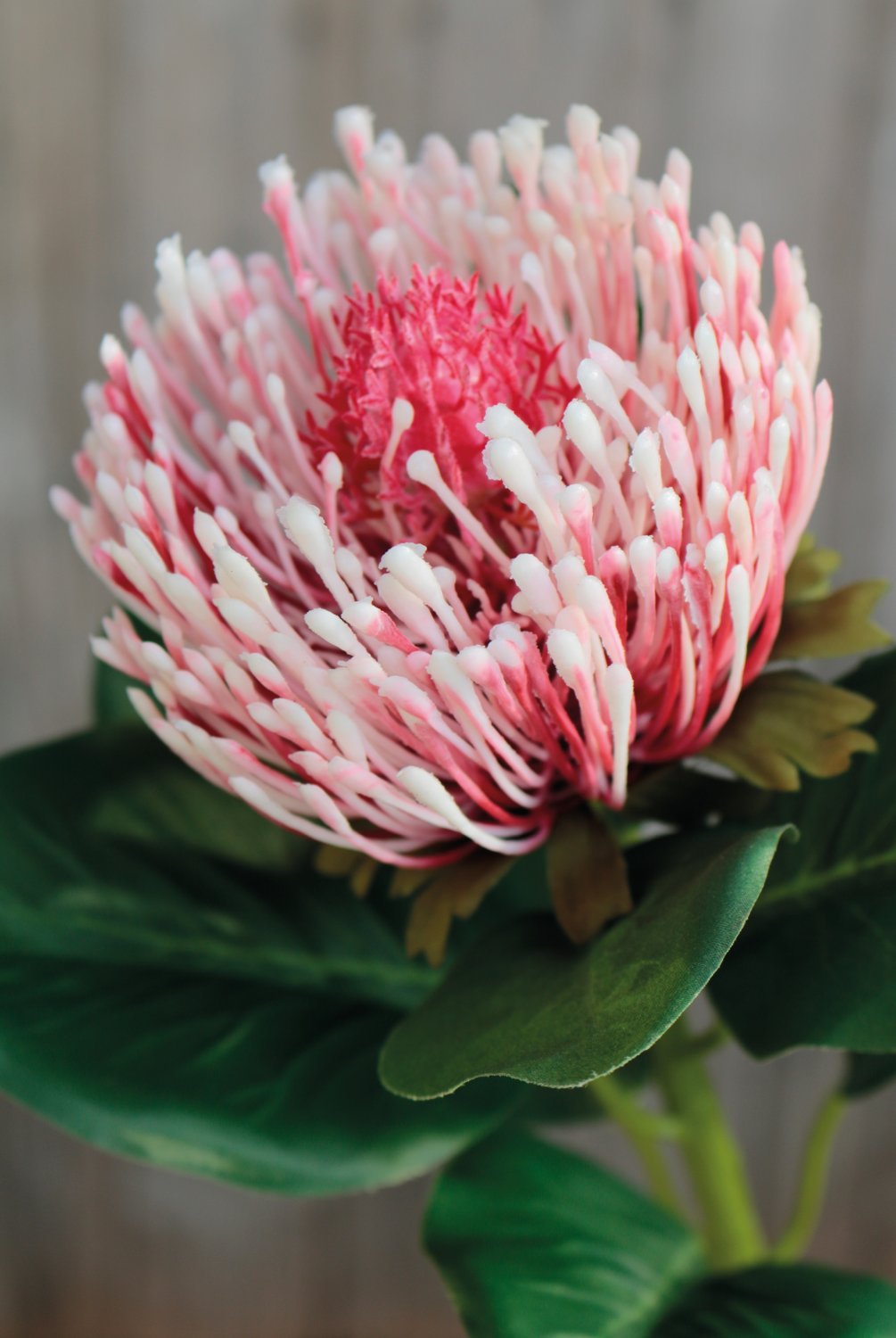 3606 597 a3 Протея искусственная, 65 см, антично-розовая H-andreas 