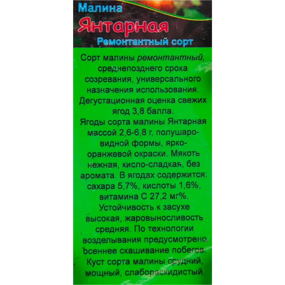 Малина садовая «Янтарная» 1.5-2 л высота 20-40 см 82601709 STLM-2050155 Santreyd  - Вид №1