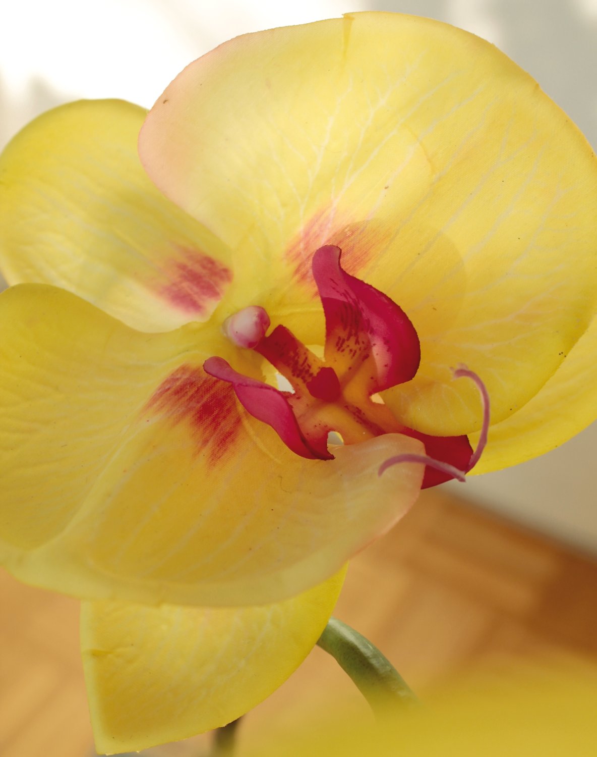 2407 849 a3 Искусственная орхидея Phalaenopsis, 114 см, real touch, зелено-бордовая H-andreas  - Вид №3