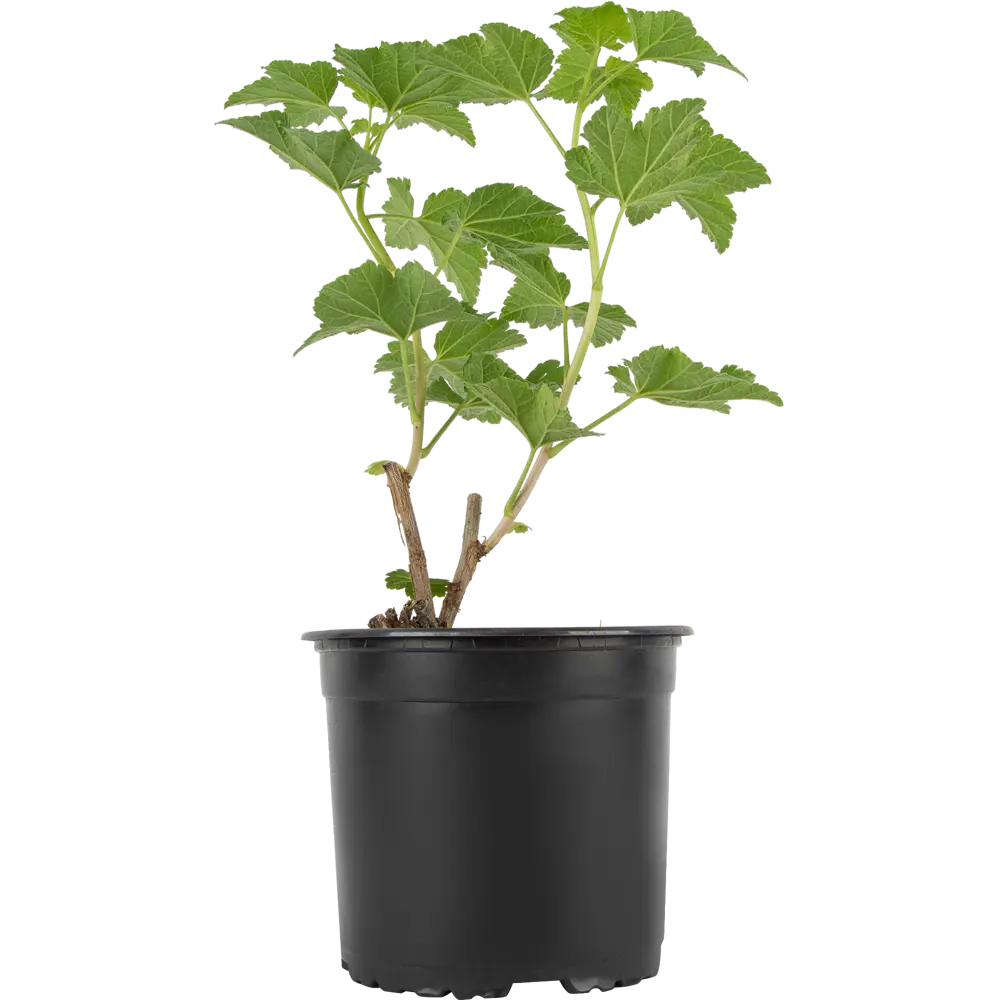 Смородина белая Андрейченко Santreyd - саженец для богатого урожая 85325561 STLM-0061639 - Вид №2