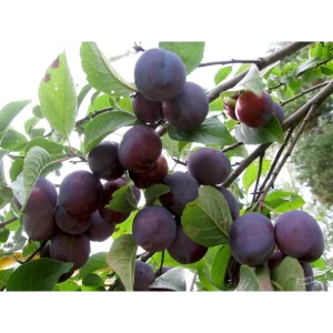 Слива домашняя Этюд пакет