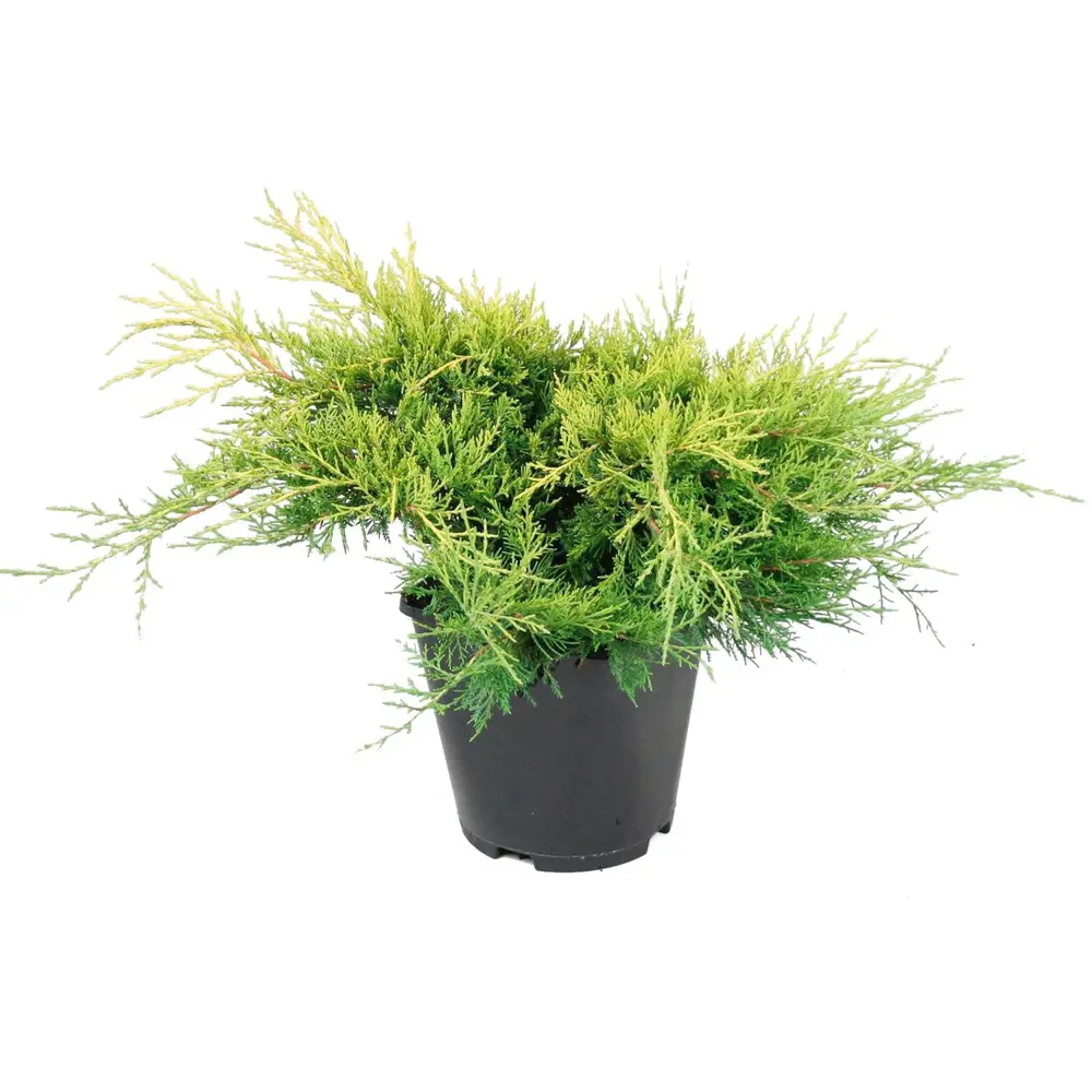 Можжевельник микс, 20-40x20 см, С3 ГАВРИШ STLM-2006790