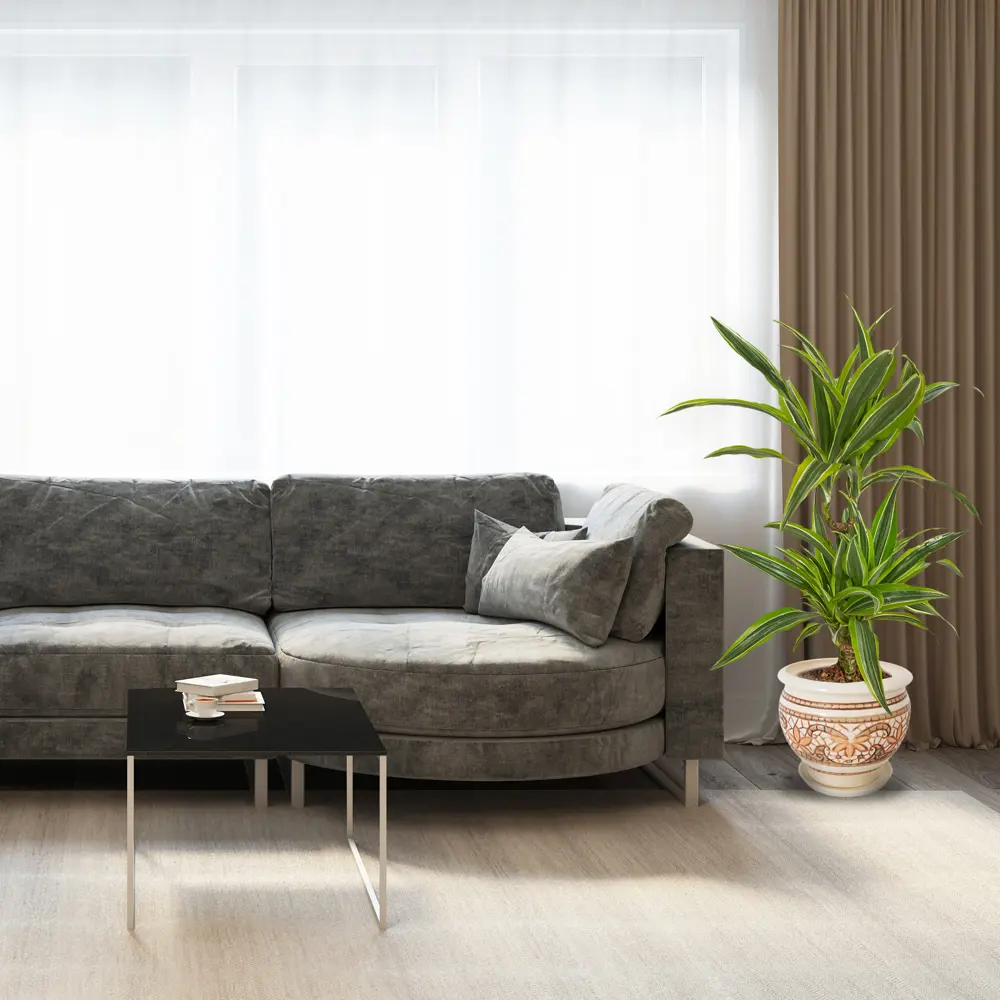 Santreyd Драцена Лимон Лайм — живой акцент для вашего интерьера 82399548 STLM-0026476 - Вид №4