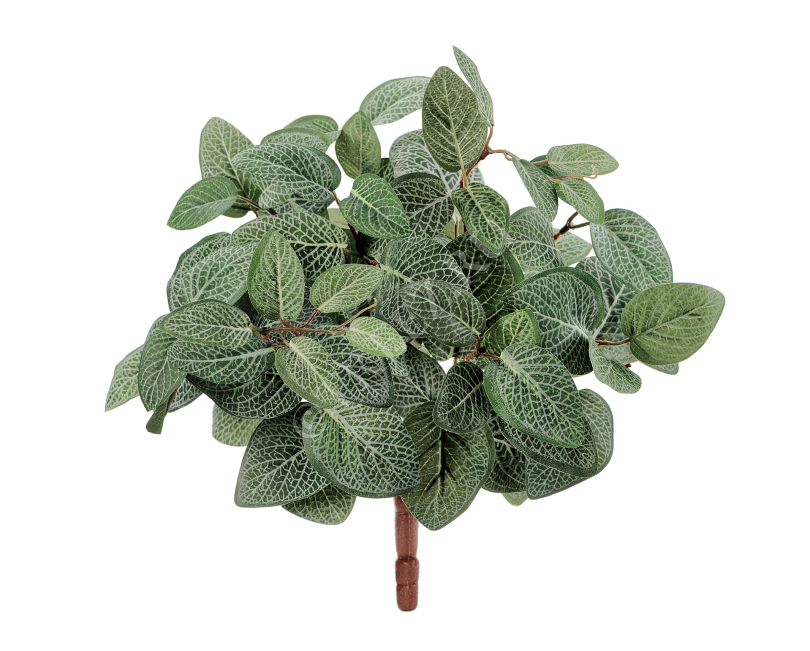 20.1067N Тини Фиттония Сноу Цветочная коллекция 