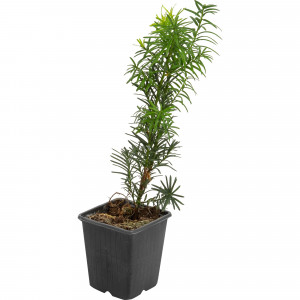 82601670 Тис средний «Хикси» 9x20 см