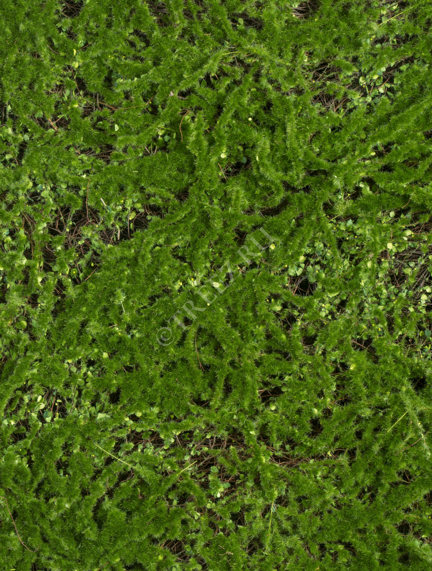 20.0818310M Мох Микс Рясковый-Сфагнум (полотно) Цветочная коллекция 