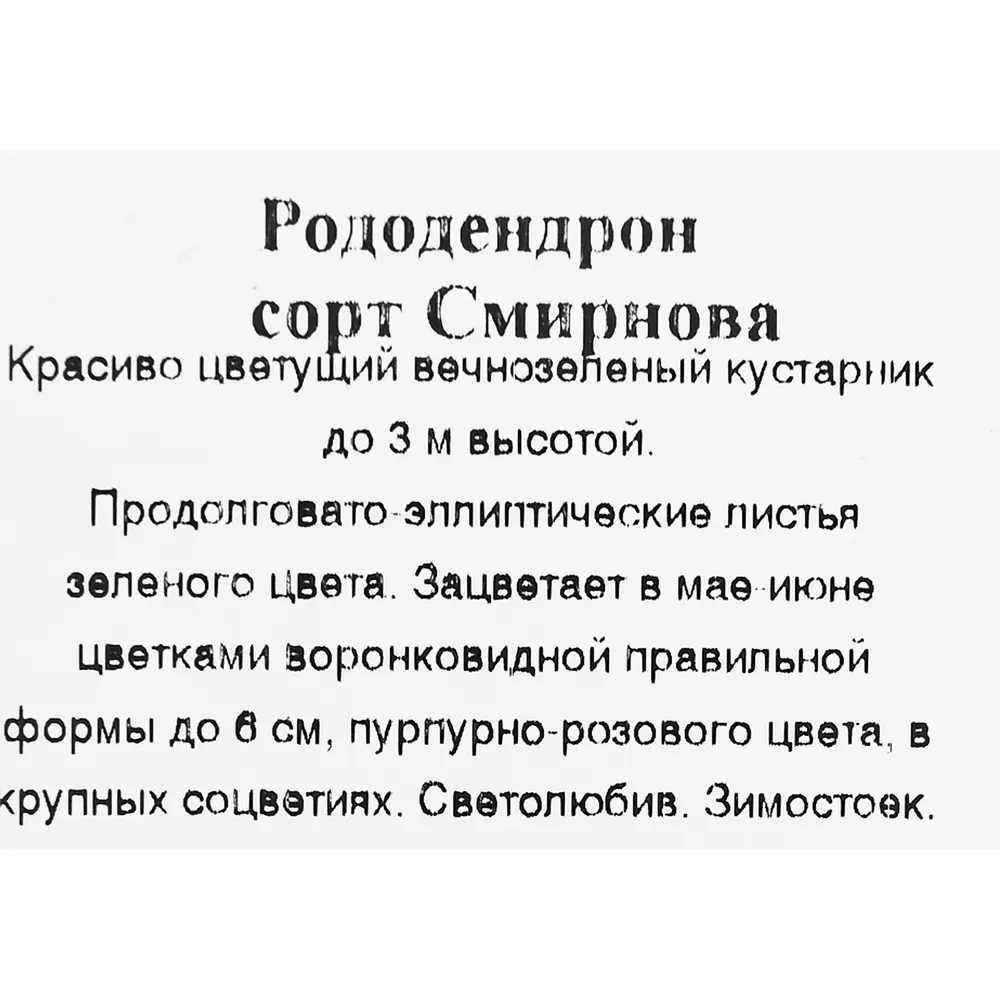 Рододендрон «Смирнова» в коробке 82155623 STLM-2101875 Santreyd  - Вид №2