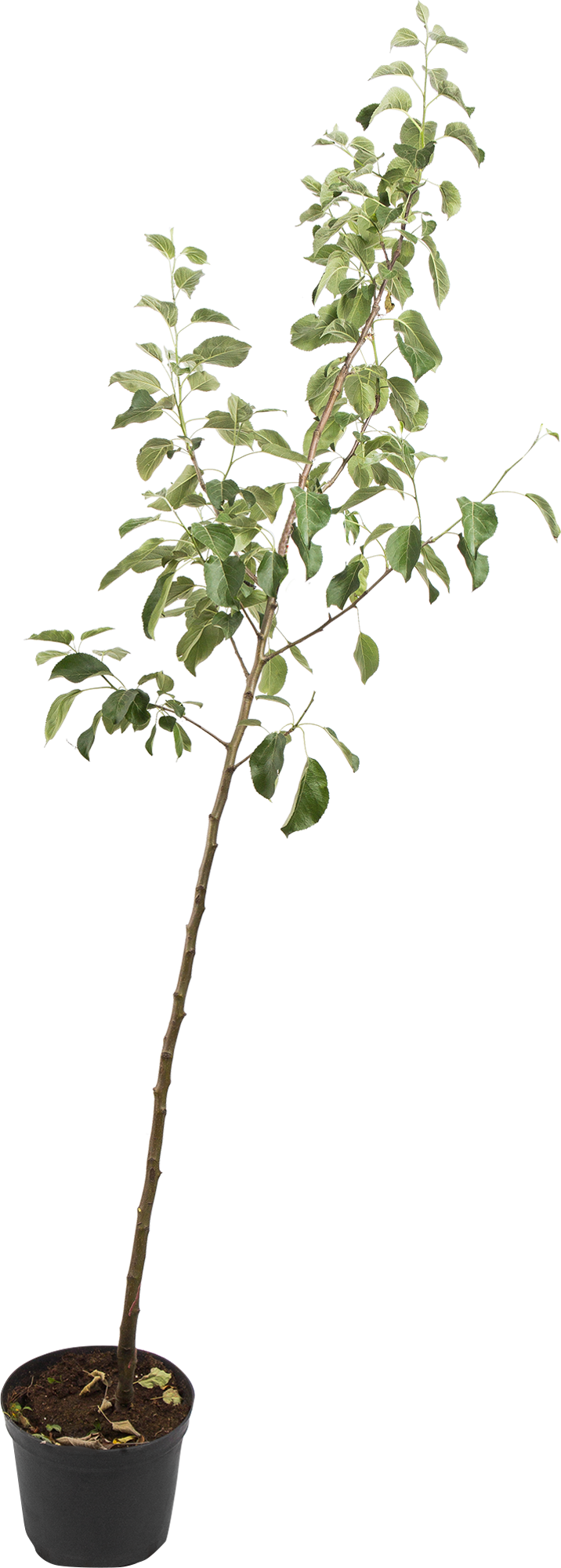 Santreyd Яблоня-сад 2-3 года с разносортными прививками 82585382 STLM-0030719