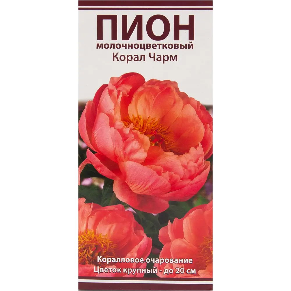 Пион молочноцветковый «Корал Чарм», размер луковицы I 82319606 STLM-2119513 Santreyd 