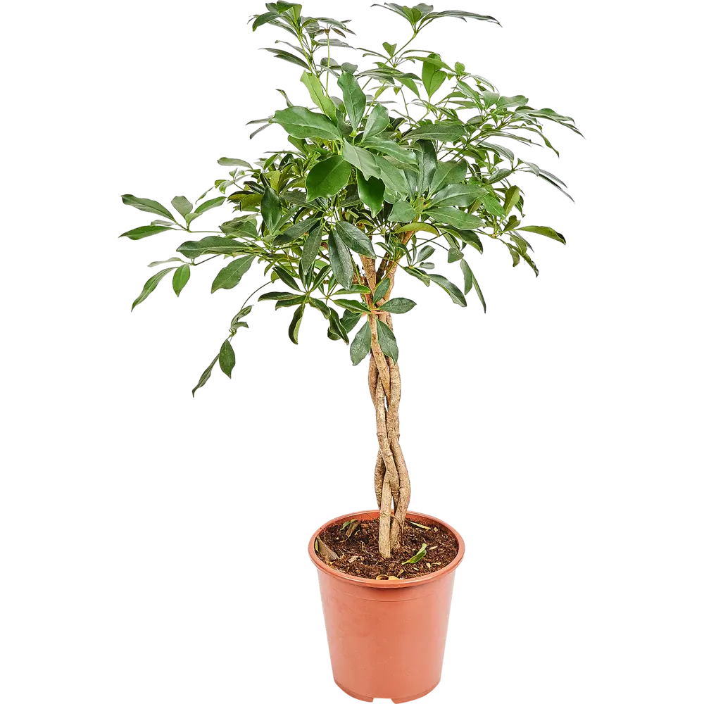 Шеффлера компакта переплетённая 27x120 см 82850391 STLM-2027877 Santreyd 