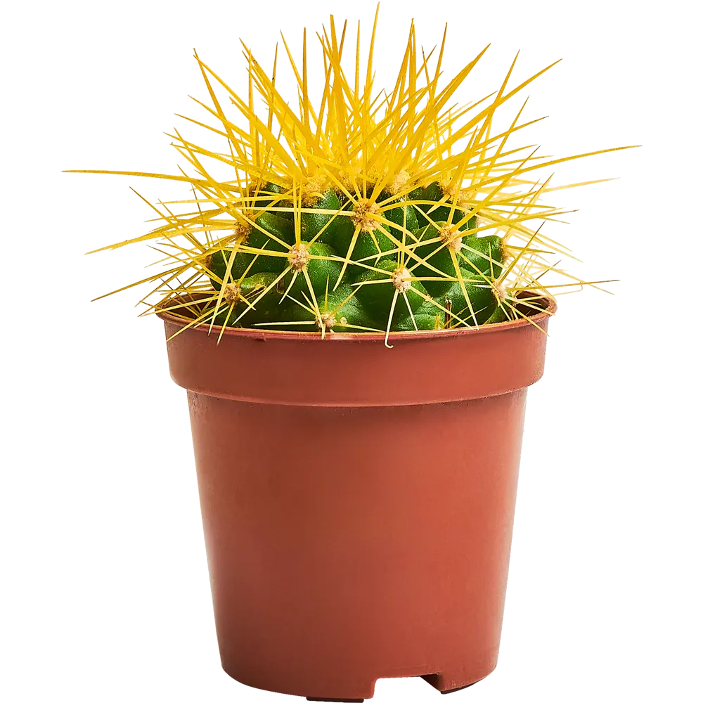 Santreyd Эхинокактус Грузона - мексиканский кактус с цветными иголками 87819696 STLM-0075891 - Вид №1