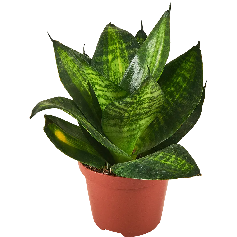 Сансевиерия Хахна Грин от Santreyd — изящный тещин язык для вашего интерьера 87959852 STLM-0959327 - Вид №2