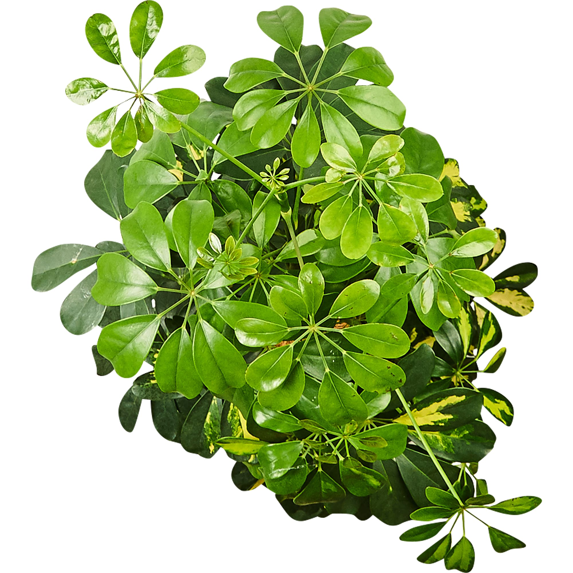 82892077 Шеффлера Голд Капелла 24x100 см Santreyd  - Вид №1