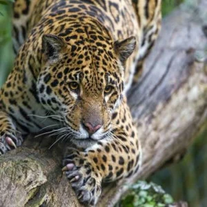 WP01672 Фотообои Verol Фотообои decoline 1х1 м