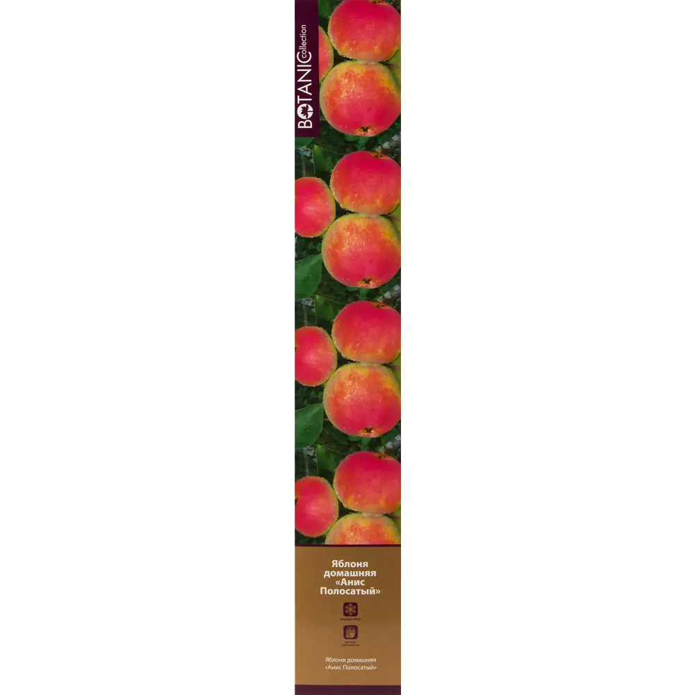 Яблоня Анис полосатый в тубе 82539582 STLM-2164574 BOTANIC COLLECTION 