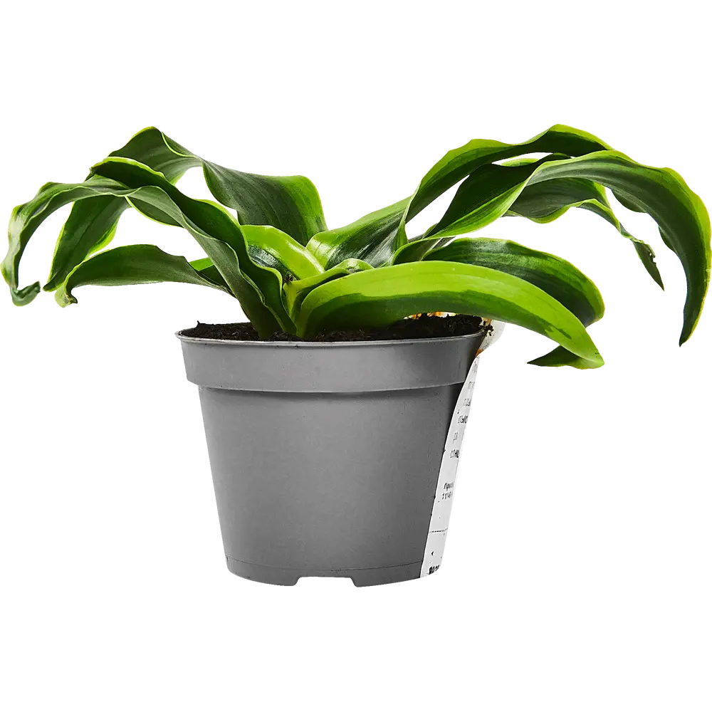 Santreyd Драцена микс — изящное комнатное растение для вашего интерьера 89352941 STLM-0951338 - Вид №1