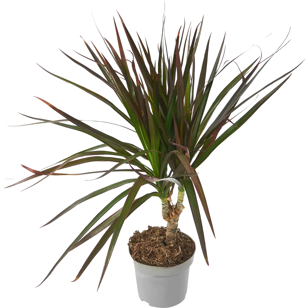 Santreyd Драцена Маргината Грин — изящное тропическое растение с перьевидной листвой 85324834