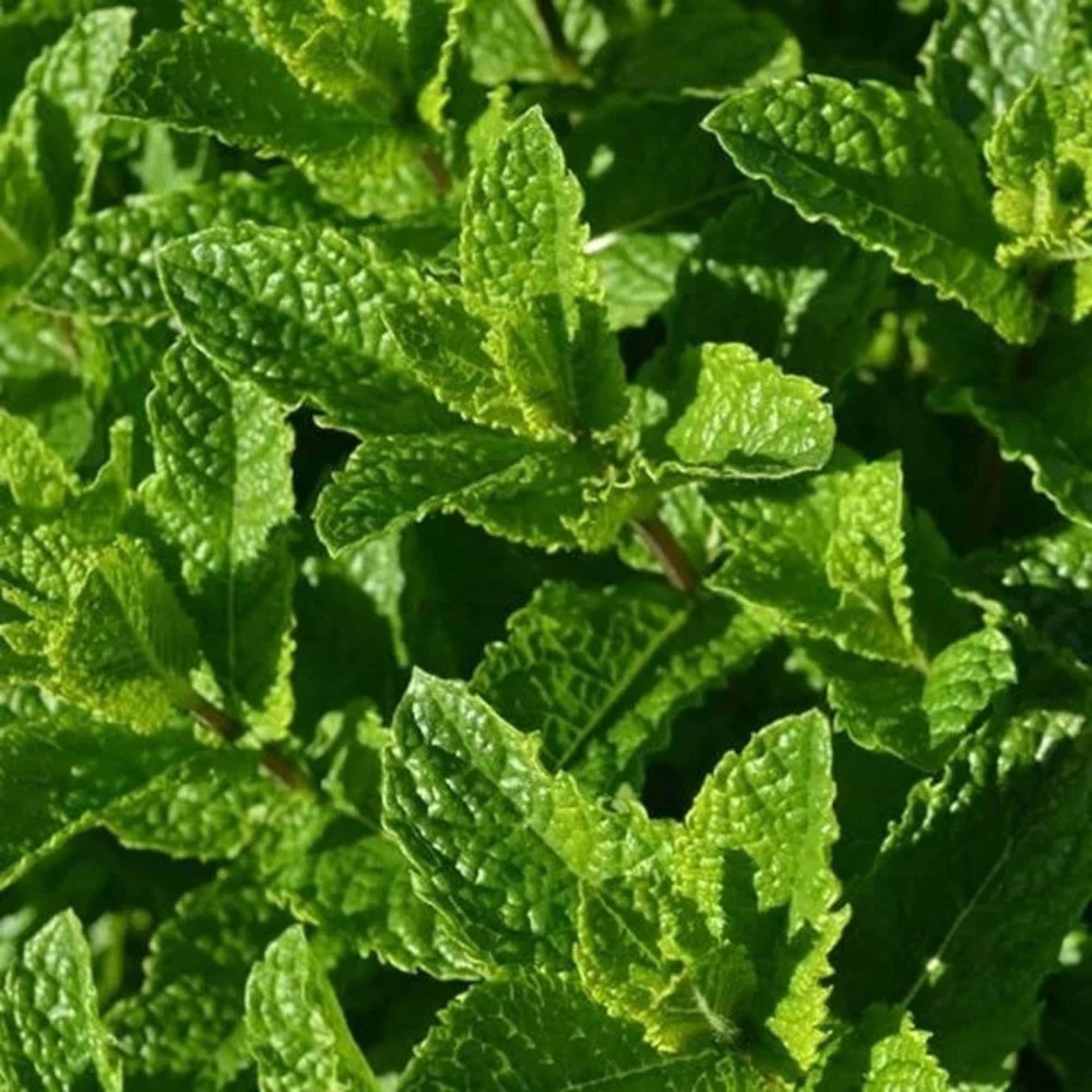 85326940 Мята Касабланка ø15 h20 см Santreyd  - Вид №1