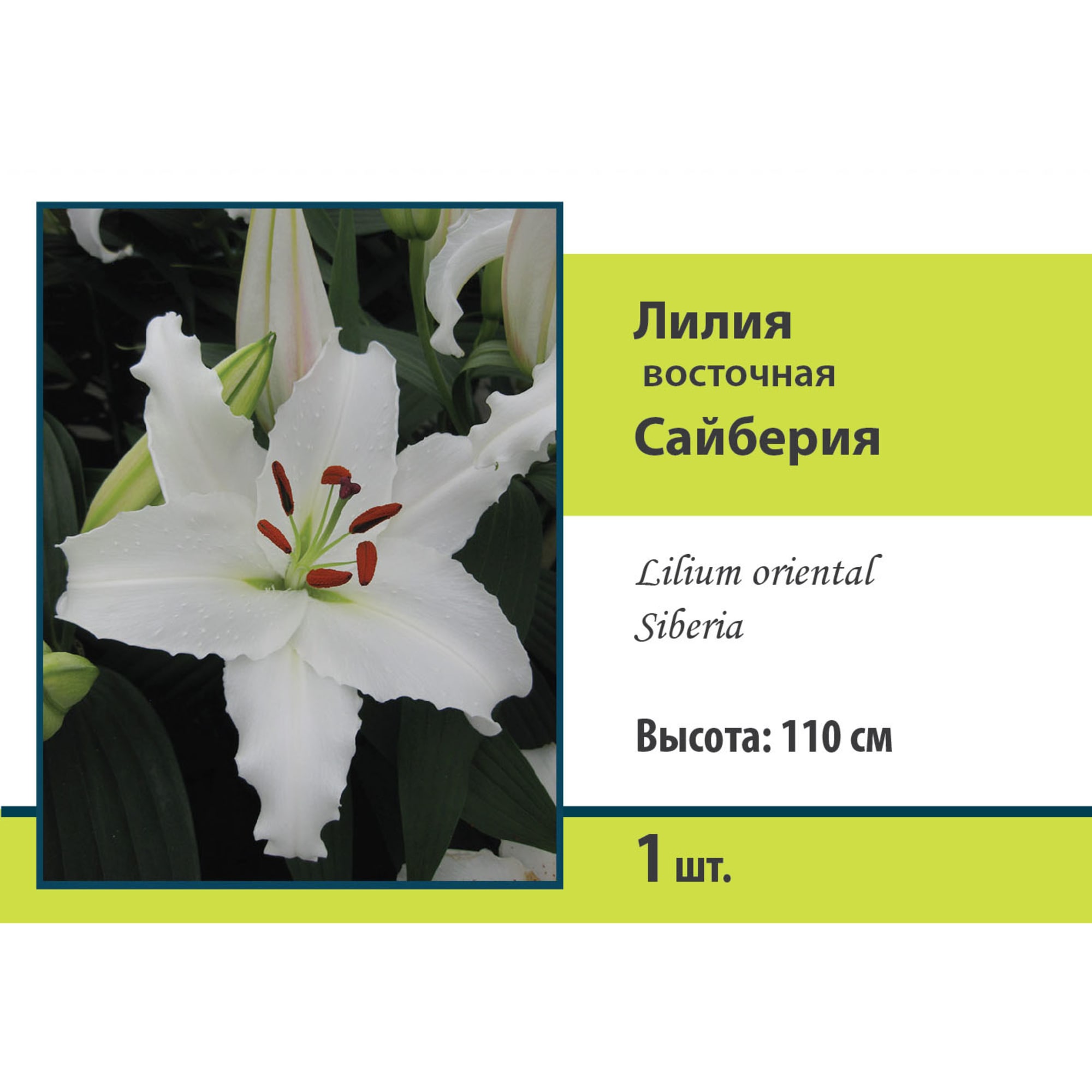 88294766 Лилия восточная Сайберия луковица 12/14 Santreyd 
