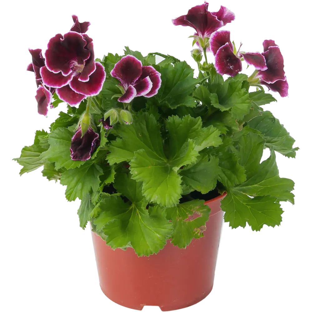 Пеларгония крупноцветковая 13x25 см 82560407 STLM-2012253 Santreyd 