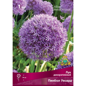 Лук декоративный Пинбол уизард луковица 18/20