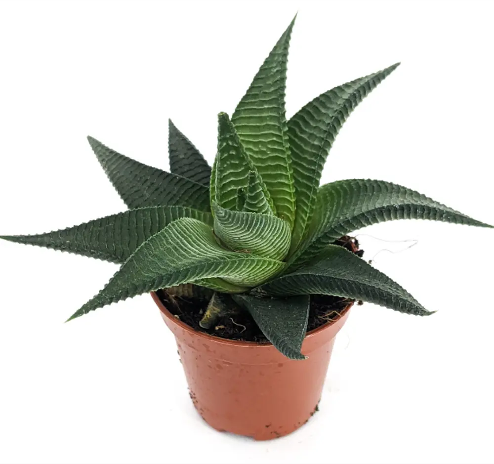 Santreyd Хавортия Лаймифолия Твист — суккулент с узорчатыми листьями 83677219