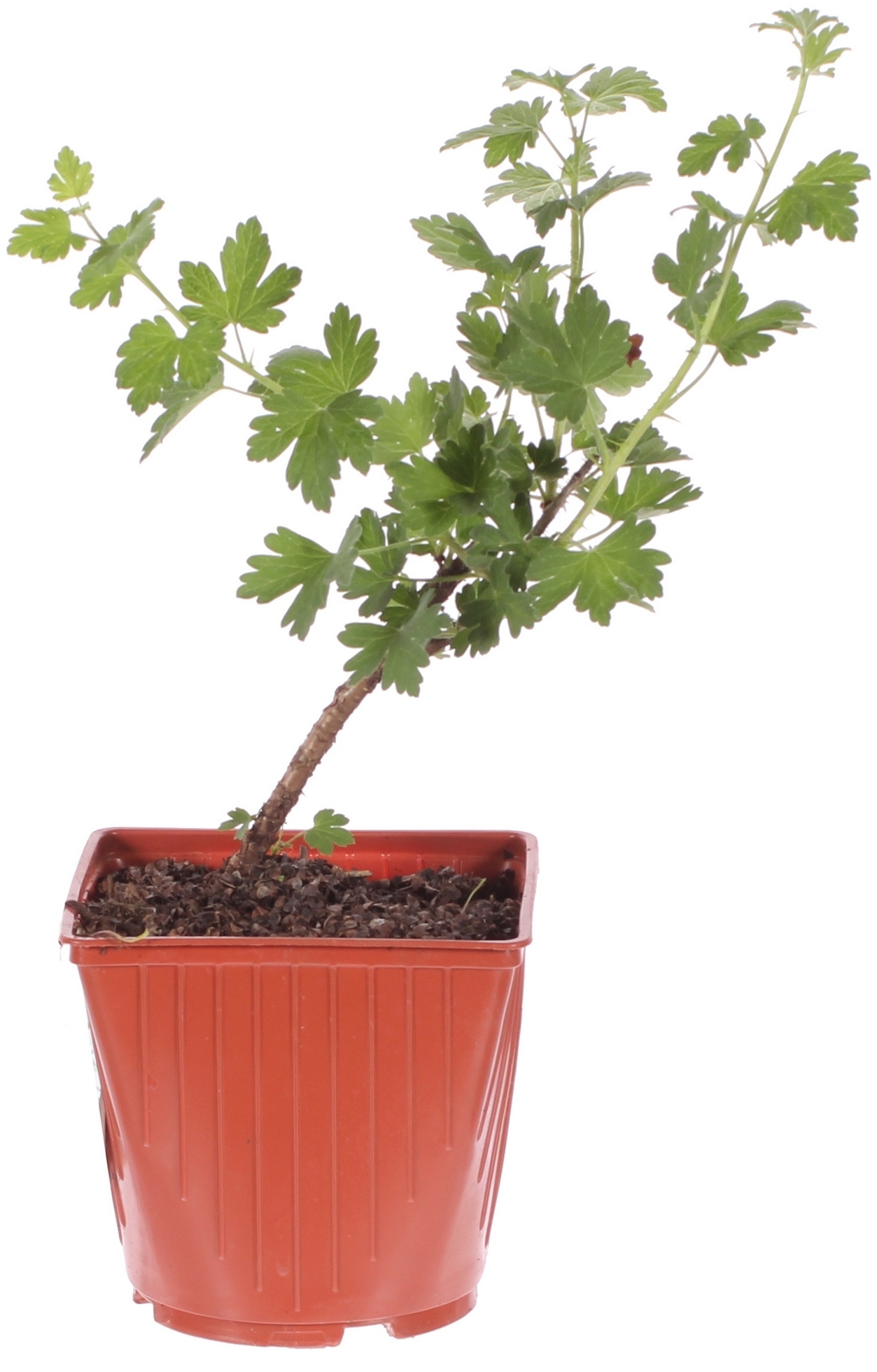 Крыжовник Малахит Santreyd - плодовый куст с зелеными ягодами 81954923