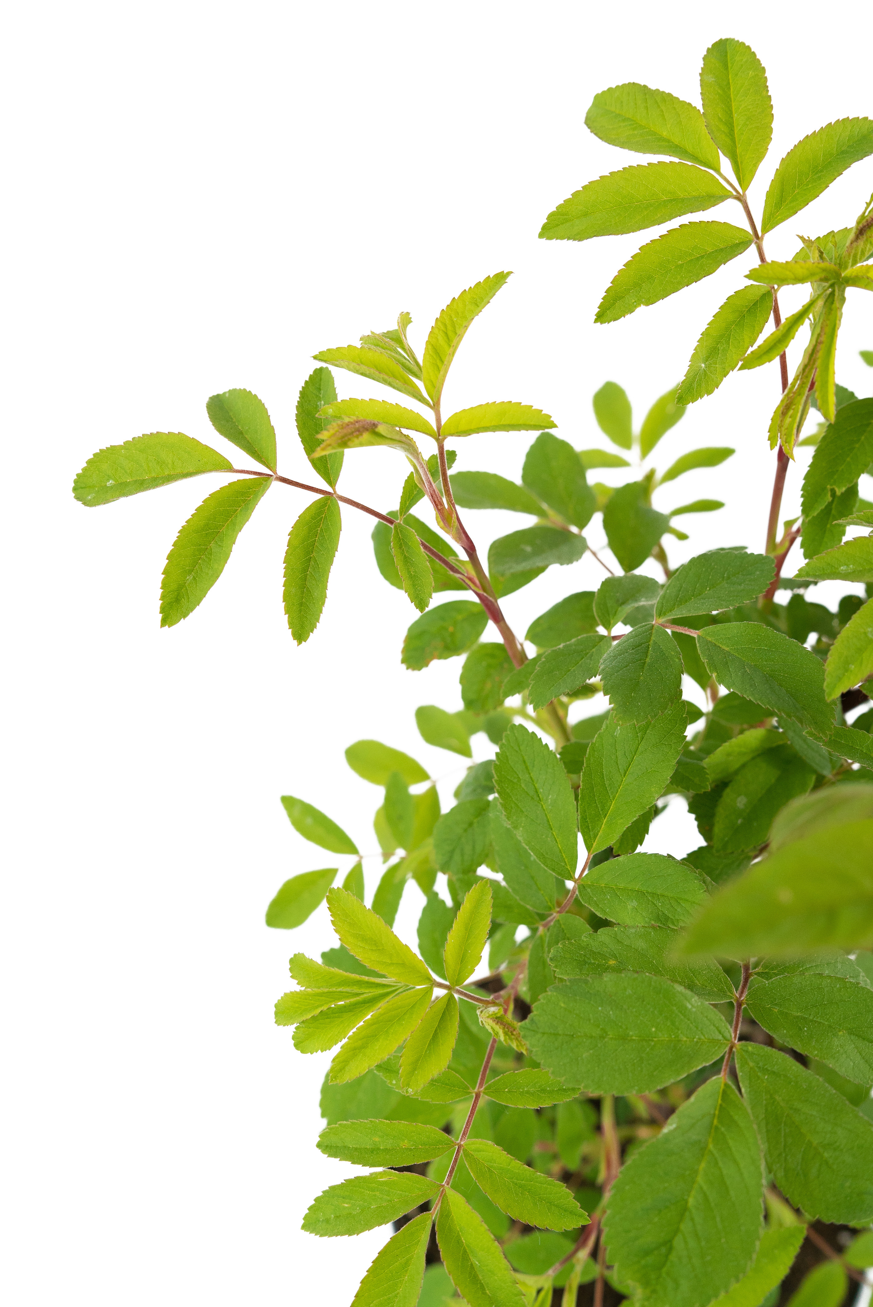 Саженец розы канадской Therese Bugnet 25 см 84841602 Santreyd STLM-0055903 - Вид №3