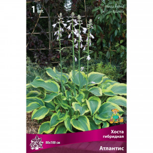 82118738 Хоста гибридная «Атлантис», 1 шт.