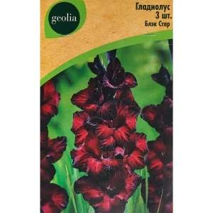 Гладиолус крупноцветковый Блэк Стар Geolia 3 шт 86408545 STLM-2064025