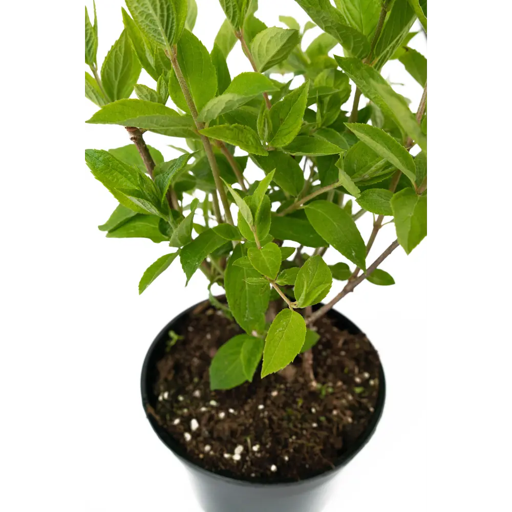 Гортензия метельчатая Grandiflora - пышное цветение для вашего сада 84841595 Santreyd STLM-0966338 - Вид №3