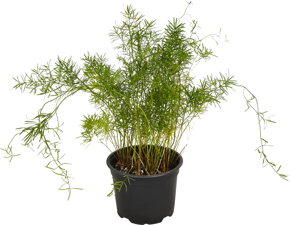 Santreyd Аспарагус микс - пышный комнатный кустарник для интерьера 84587062