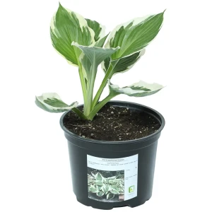 Хоста Форчуна «Патриот» от Santreyd - изысканный акцент для тенистого сада 81968611