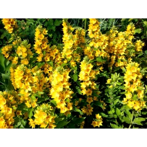 Вербейник точечный «Александр» 14x40 см