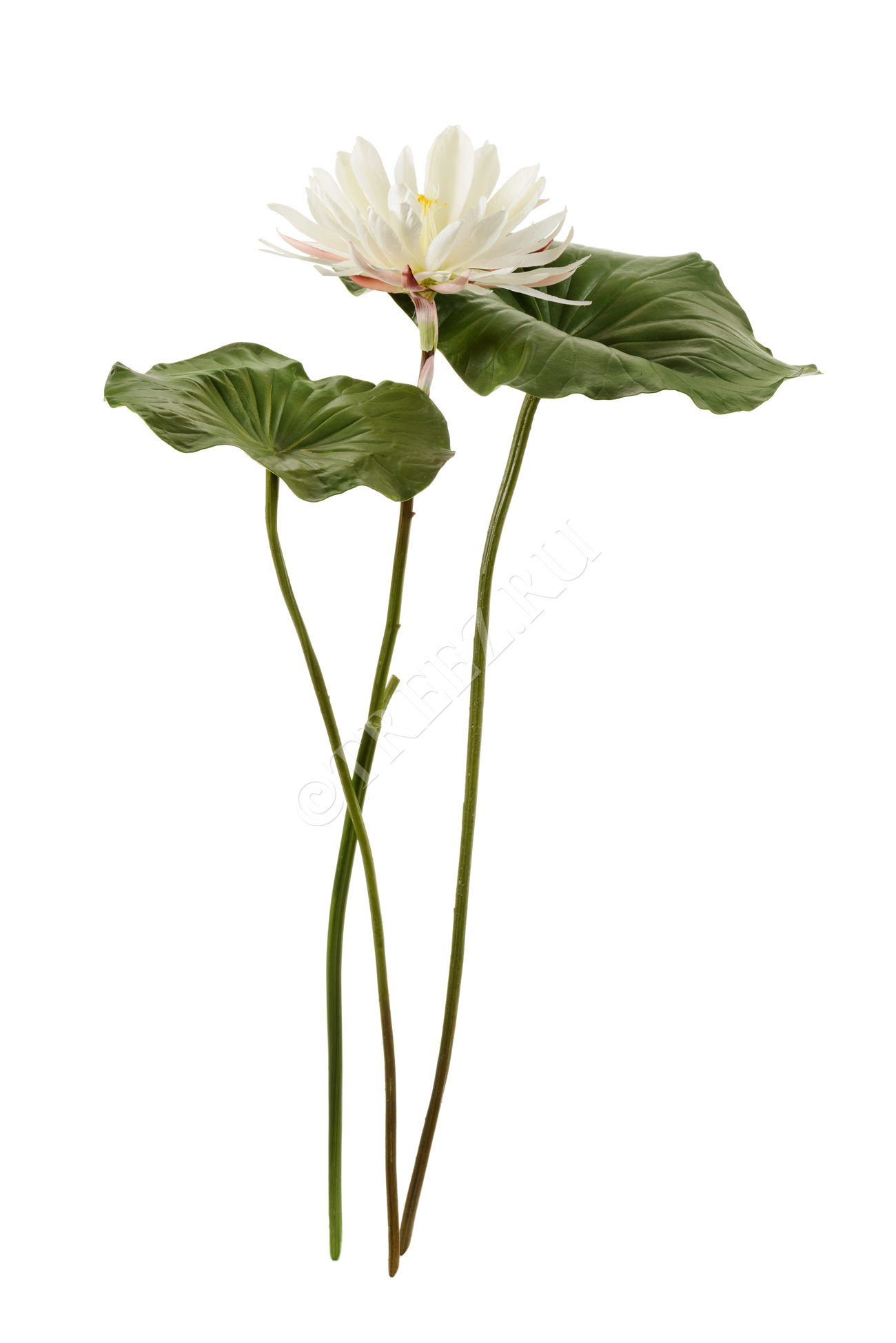 30.11170023GR Лист Лотоса Цветочная коллекция  - Вид №3