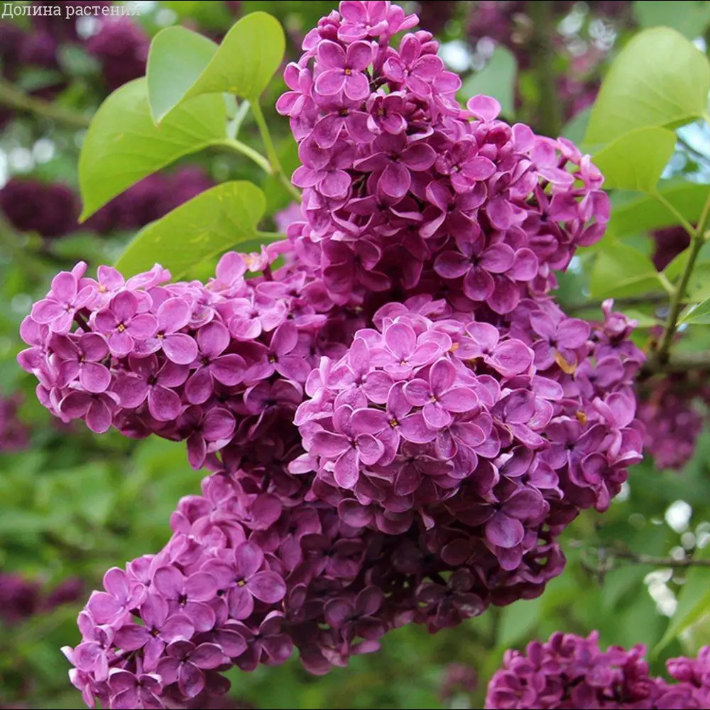 Сирень Чарльз Джоли от PLANTMARKET - пурпурная роскошь для сада 89365264 STLM-1584402