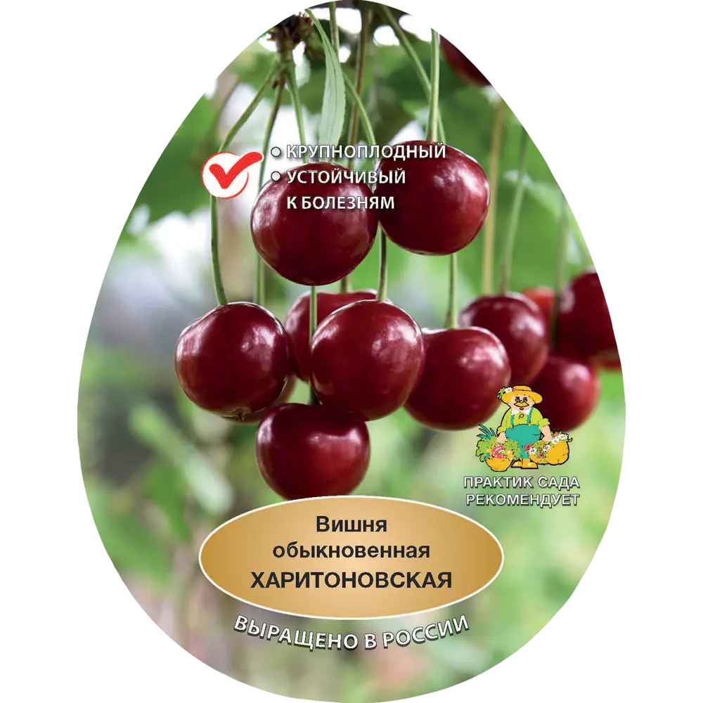 Вишня обыкновенная Харитоновская h200 см Поиск Инвест 84399327 STLM-2121544 Santreyd 