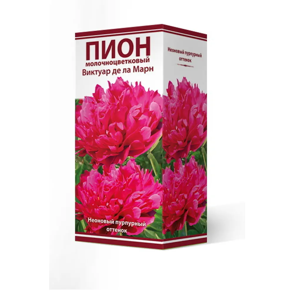 Пион травянистый Виктуар Де Ла Марн ПОИСК STLM-2024475