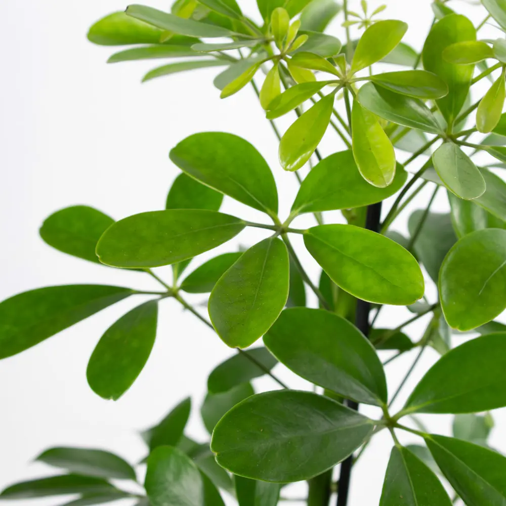 Santreyd Шеффлера Арборикола - вечнозеленая лиана для интерьера 85324856 STLM-0061468 - Вид №3