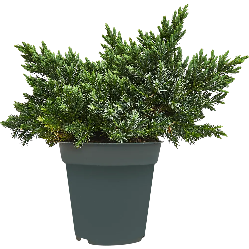 Можжевельник чешуйчатый Блю Стар ø14 h30 см 84834062 STLM-2182417 PLANTMARKET 