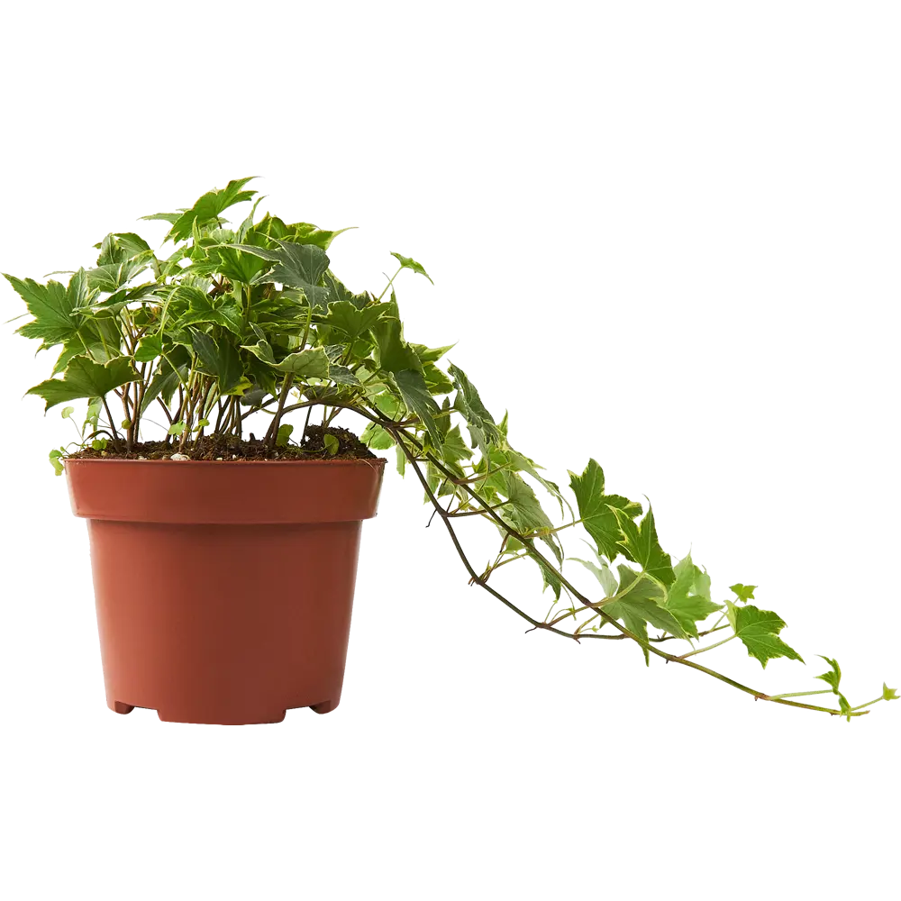 Santreyd Хедера Хеликс микс - вечнозеленый плющ для вертикального озеленения 85324863 STLM-0061475 - Вид №1