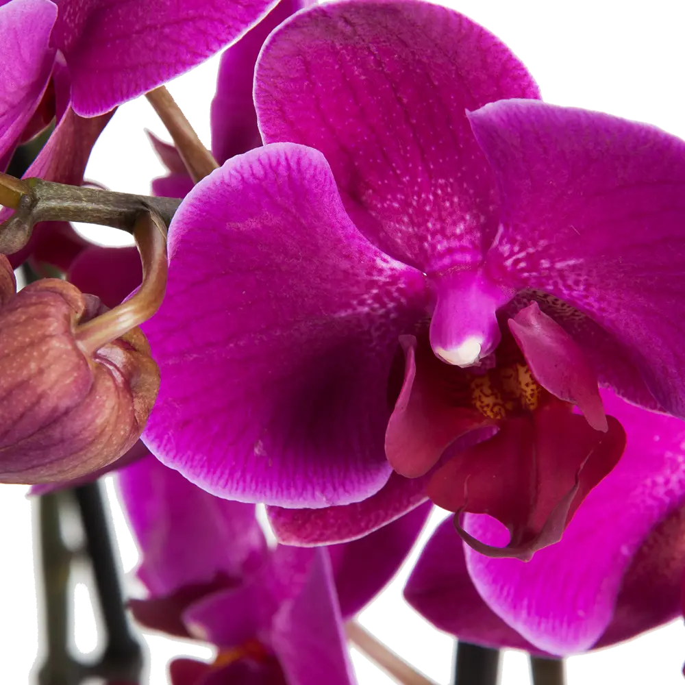 Santreyd Фаленопсис - изящная орхидея с двумя цветоносами 13534191 STLM-0003274 - Вид №3