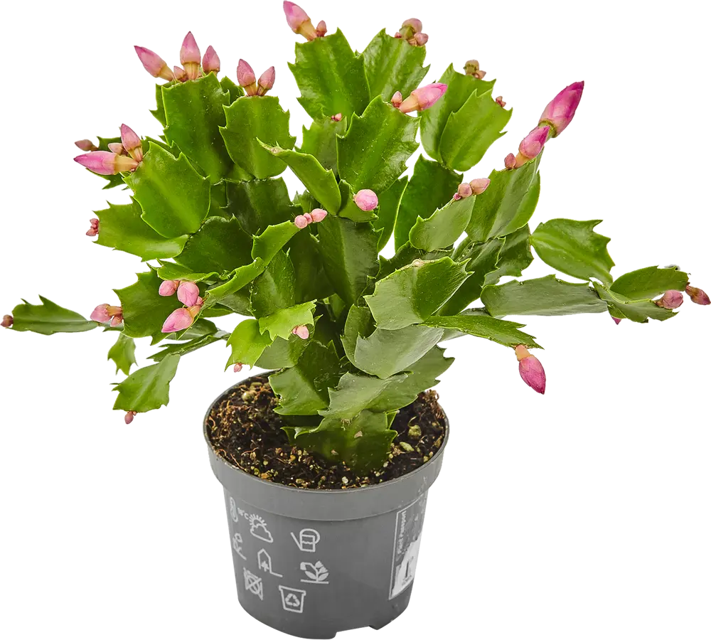 Santreyd Рипсалидопсис микс - пасхальный кактус с ароматными цветами 14750603