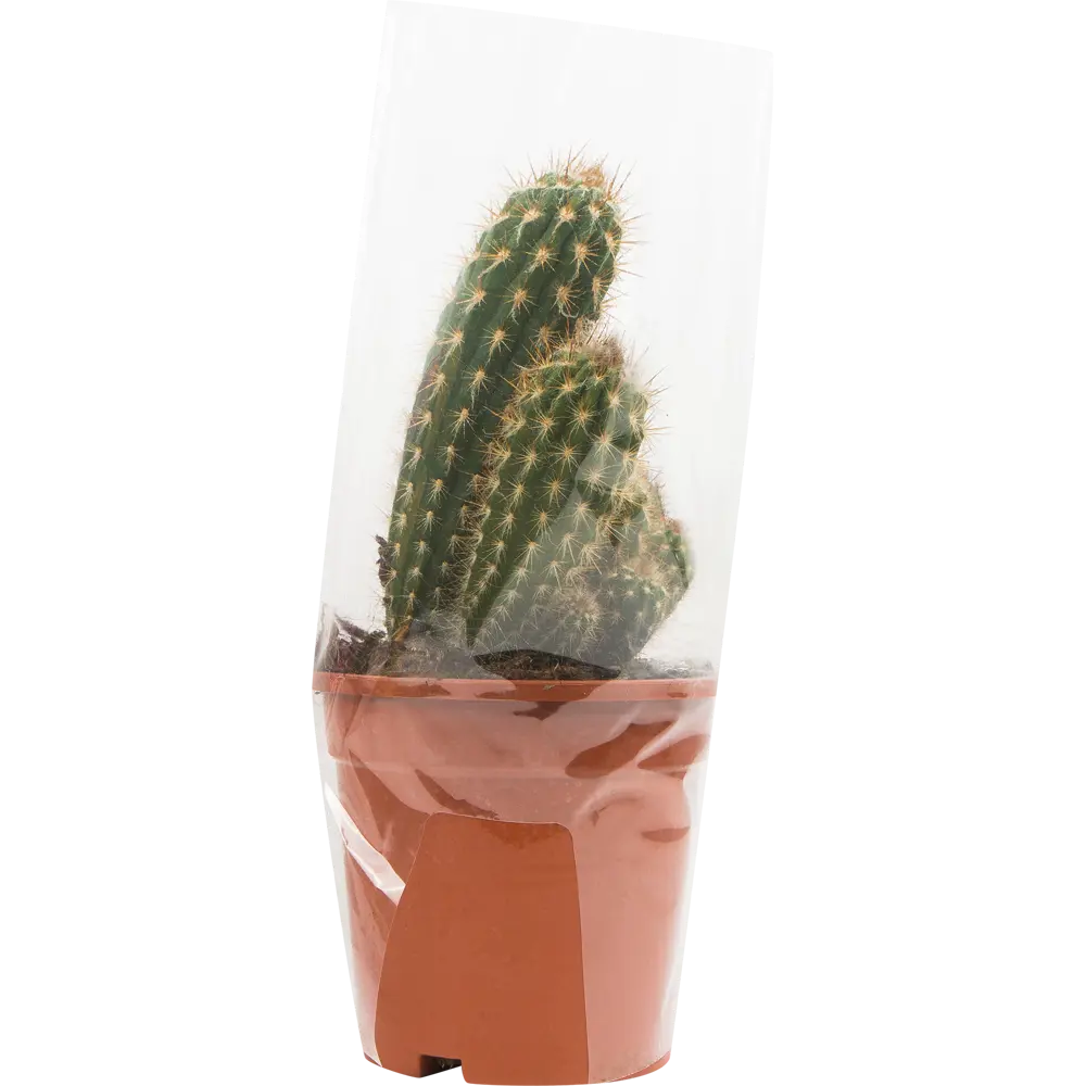 Santreyd Кактус микс в горшке 17×38 см - живой декор для интерьера 82877373 STLM-0955298 - Вид №2