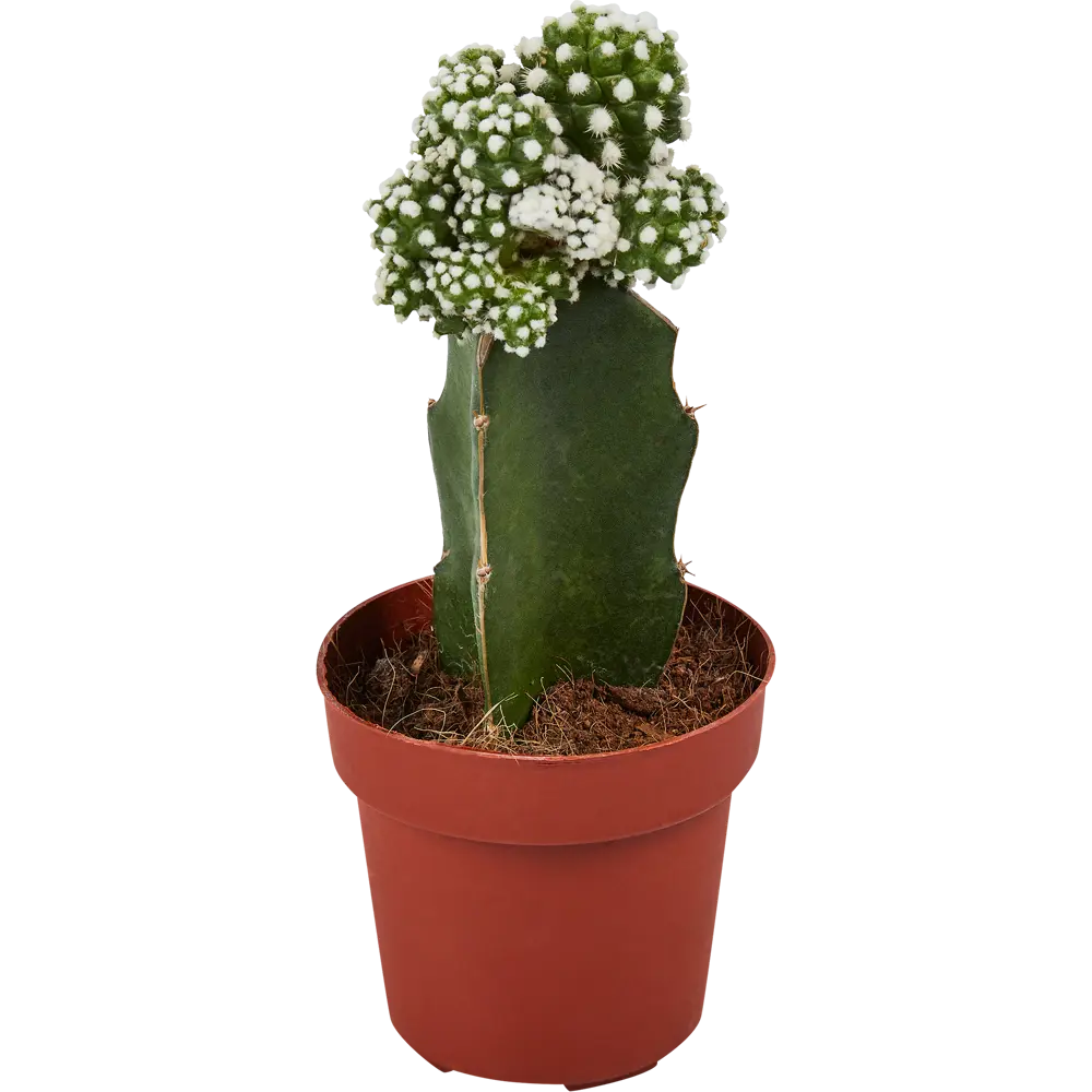 Santreyd Гимнокалициум Япония микс - живая скульптура с цветочной короной 86720752 STLM-0070959 - Вид №2