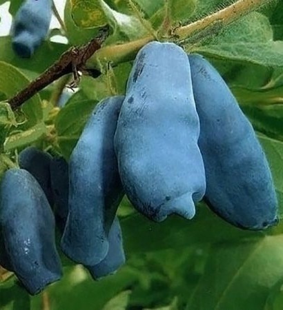 Саженец жимолости Васюгановская - сладкие ягоды для вашего сада 85607976 Santreyd STLM-0064580