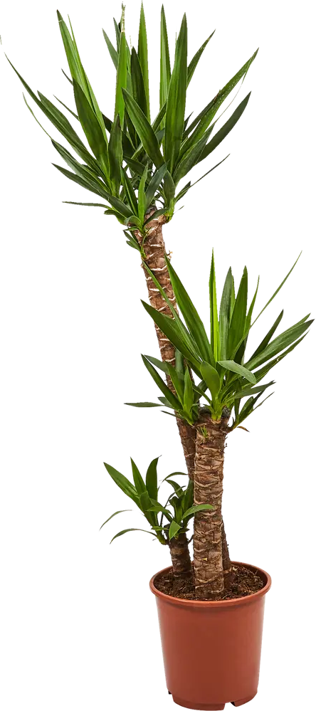 Santreyd Юкка — изящное интерьерное растение с мечевидными листьями 82578563