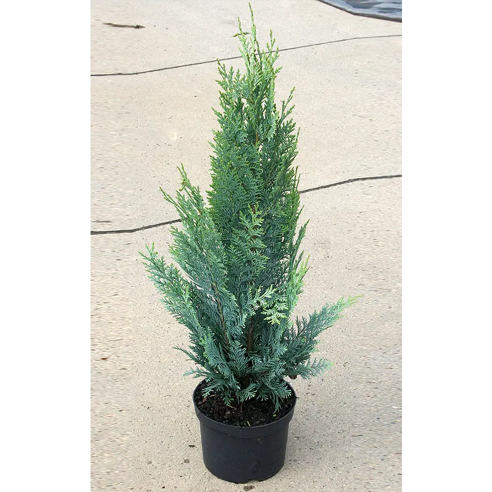 Кипарисовик лавсона Колумнарис ø14 h50 см 84659523 STLM-2143771 PLANTMARKET 