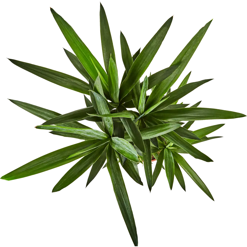 Santreyd Юкка — изящное интерьерное растение с мечевидными листьями 82578563 STLM-0030444 - Вид №1